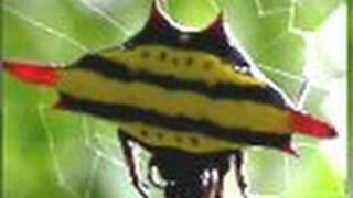 Spiny Orb Weaver of Thailand Ƣݔҩᾫ٨ӷ [upl. by Astto]