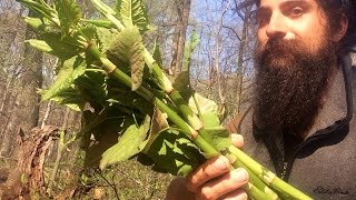 Japanese Knotweed  A Food Medicine Teacher and Herbal Healer [upl. by Mak861]