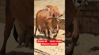 20 Letter Milk 👌 साहीवाल गाय 🎉 Top Class Sahiwal Cow for sale 2024 Latest Video trending cow farm [upl. by Yddet776]