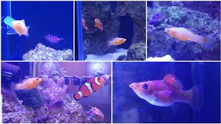 Acclimating Sailfin Mollies to saltwater for algae control in a reef tank Part 1 [upl. by Torr]