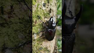 野生アトラスオオカブト 阿特拉斯南洋大兜蟲 Atlas Beetle Chalcosoma atlas 昆虫 昆虫採集 ムシキング [upl. by Oht898]