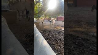 Mona Depot Pakistan shorts horse pakistan subscribe [upl. by Penthea23]