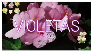 PROPAGACIÓN DE VIOLETAS 🌸🍃🌸🍃🌸 [upl. by Anaeco976]