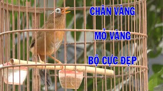 HM 5015  Chim họa mi chân vàng mỏ vàng lông vàng bóng bộ cực đẹp giá 3tr  Hoạt Họa Mi [upl. by Tenneb]