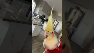 My bird talked 😱 bird [upl. by Ethbin]