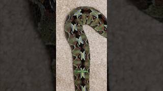 How is the RHINO VIPER a Real Snake [upl. by Filippa]