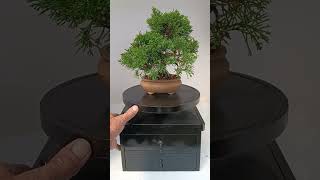 Juniperus Kyushu 1078 [upl. by Hamaso957]