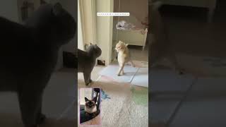 Hilarious funny Cats Reviews videos Cat reacts to videos Chat regarde des videos [upl. by Orfield]