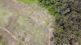 Drone over Westleigh Park Hornsby Shire Sydney NSW Australia Mountain biking BMX sport bush [upl. by Atrahc899]