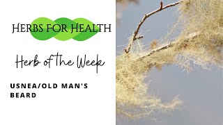 Usnea  Herbs Of The Week  Old Mans Beard Natural Medicine From The Woods [upl. by Huei]