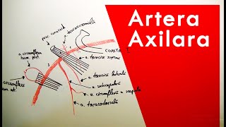 Artera Axilară  Traiect Ramuri  Tutorial Anatomie [upl. by Fabri]