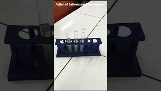 Action of Salivary amylase on Starch [upl. by Le]