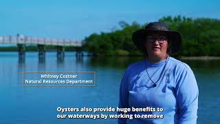 Oyster Beds in Manatee County [upl. by Ruy]