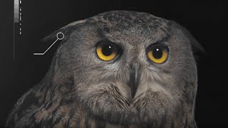 How Does an Owls Hearing Work  Super Powered Owls  BBC Earth [upl. by Audrit]