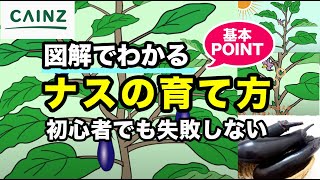 ナスの育て方｜茄子（なす）栽培｜初心者でも失敗しない大きく育てるポイント長く育てて沢山収穫しましょう【カインズ野菜栽培】 [upl. by Quigley]