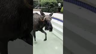 Moose rescued after getting trapped under pool cover in New Hampshire backyard [upl. by Yerdua567]