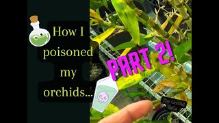 How I poisoned my orchids part 2 Update time D [upl. by Calvina]