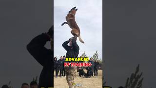 Mastering Elite K9 Techniques dog dogtraining germanshepherd pettraining k9 belgianmalinois [upl. by Tarfe]