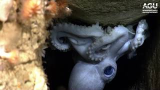 Undersea footage of a blue octopus [upl. by Parks]