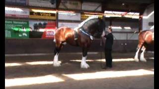 Shire show 2010 Putten kampioen volwassen shire hengsten [upl. by Nyleimaj]