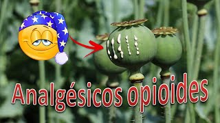 Analgésicos opioides [upl. by Swanhilda718]