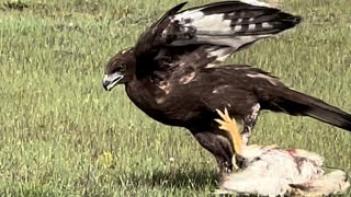 Eagle catch a big bird on the ground [upl. by Ollehcram680]