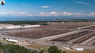 La Granja De Vacuno Más Grande De Canadá ¿Cómo Se Crían 4 Millones De Vacas  Técnicas De Vacas [upl. by Luann]