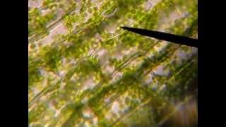 Elodea Cytoplasmic Streaming and Starch Granules 40s [upl. by Eceinart211]