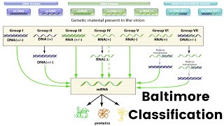 Baltimore Classification System  Virus Classification  Baltimore Classification of Viruses [upl. by Nhguav122]