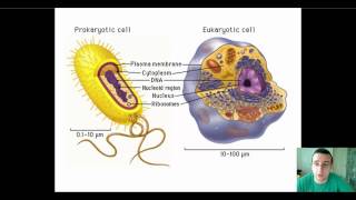 Protein Synthesis Prokaryotes vs Eukaryotes [upl. by Abernathy]