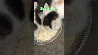 Baby cat eating food😋shorts cat pet babycat trending viralshort [upl. by Enillebyam700]