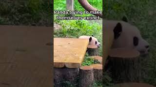 What does panda do😂trending animals funny funnyanimals panda viralshort shorts supportme [upl. by Yesor]