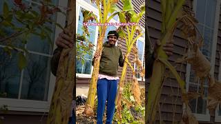 Save Banana Plants in winter USA 🇺🇸 [upl. by Thorma]