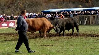 Borba bikova  koride  panter vs macan  bh koride  cigoja  bosanske koride 12 [upl. by Kamaria]