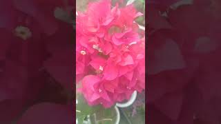 I LOVE BOUGAINVILLEA [upl. by Nonnag]