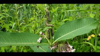 Monarch Caterpillars Eating Milkweed [upl. by Feigin]