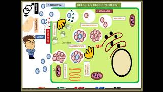 Chlamydia trachomatis [upl. by Edac]