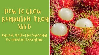 How to Grow Rambutan From Seed [upl. by Sabella]