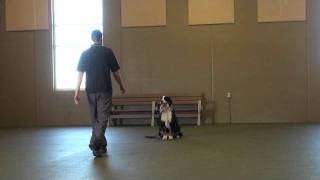 Thumper Bernese Mountain Dog Boot Camp Dog Training video [upl. by Calmas695]