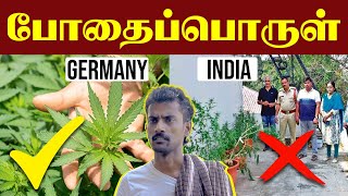 Why Drugs are Legalized at Home🙄 கஞ்சா செடிக்கு அனுமதி உள்ள நாடுகள்  Say No To Drugs [upl. by Rudd]