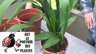 Conseil jardinage aspidistra elatior comment faire lEntretien et arrosage plante dintérieur [upl. by Thierry]