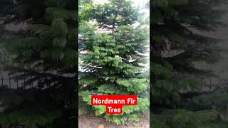 Nordmann Fir Tree [upl. by Mulloy677]