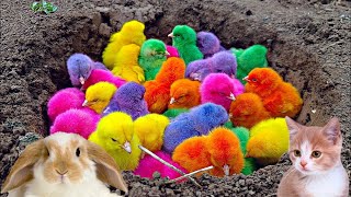 Menangkap ayam lucu ayam warna warni ayam rainbow bebek angsa ikan hias ikan cupang [upl. by Llerrah]