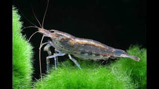 Amano Shrimp [upl. by Ytirev932]