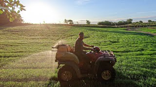 Spraying Weeds in the Teff Grass Redroot Pigweed Sucks [upl. by Hanahsuar]