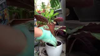 repotting calathea roseopicta dottie plantita gardenlover greenthumb [upl. by Asamot]