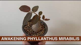 HOW TO POT amp AWAKEN PHYLLANTHUS MIRABILIS  奇異油柑 [upl. by Enilrae]