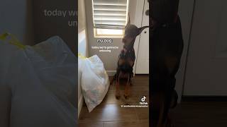 the voice i’m dead😭😭😭 tiktok funny dog real youtubeshorts fypシ゚ viralshorts [upl. by Aivek324]