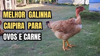 GALINHA DO PESCOÇO PELADO A MELHOR GALINHA CAIPIRA  LABEL ROUGE [upl. by Hotchkiss]