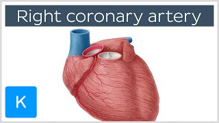 Right Coronary Artery Function  Human Anatomy  Kenhub [upl. by Maxantia839]